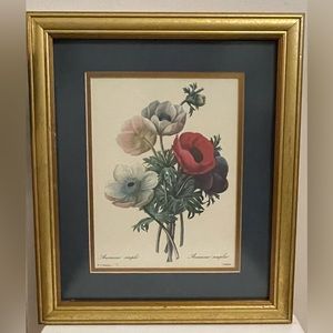 Professionally Framed Vintage Print  "Anemone Simplex "by P.J. Redoute 16X13 1/2